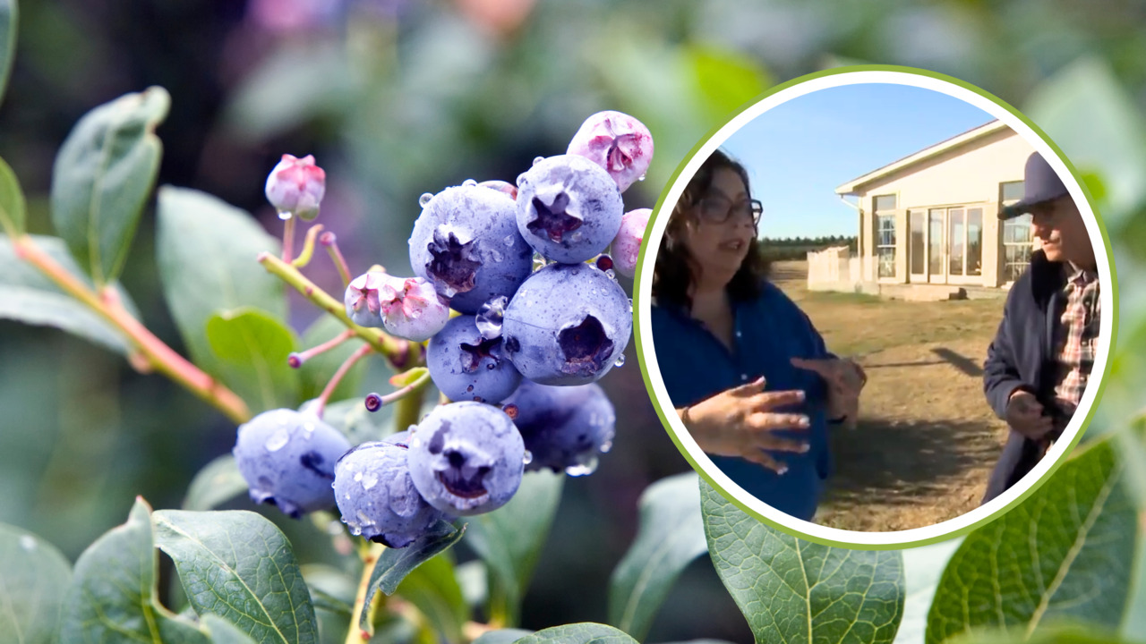 Discover the secrets to keeping orchard blueberries fresh and flavourful