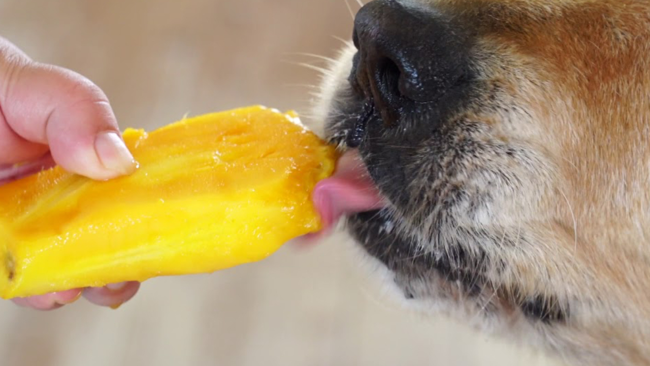 This dog regretted its decision to beg for a piece of mango