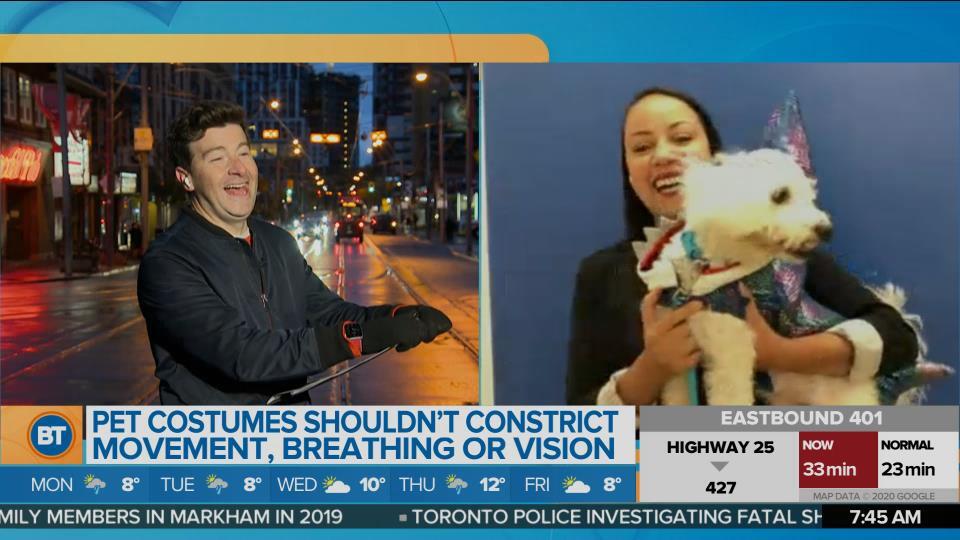 Safe Halloween costume ideas for your pets with the SPCA
