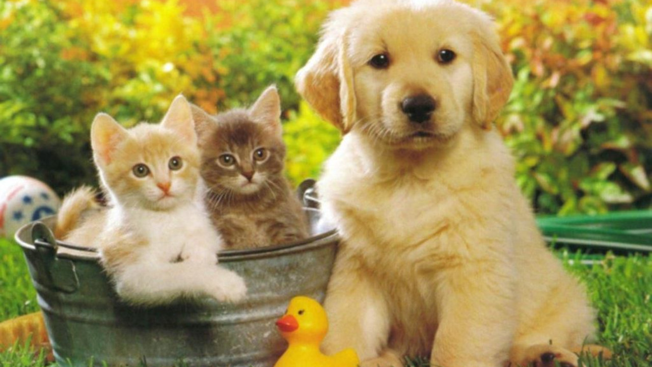 What kind of pet do YOU have?