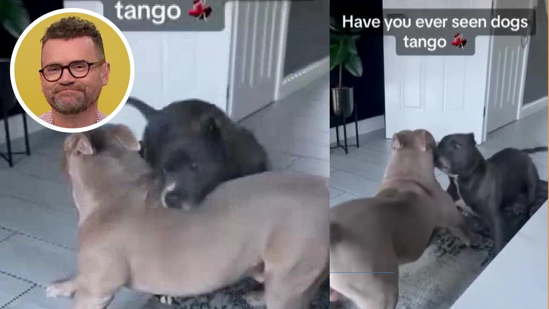 WATCH: These adorable dogs are dancing the tango