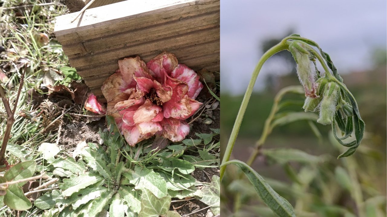 The easiest (and best) way to prep your garden for fall