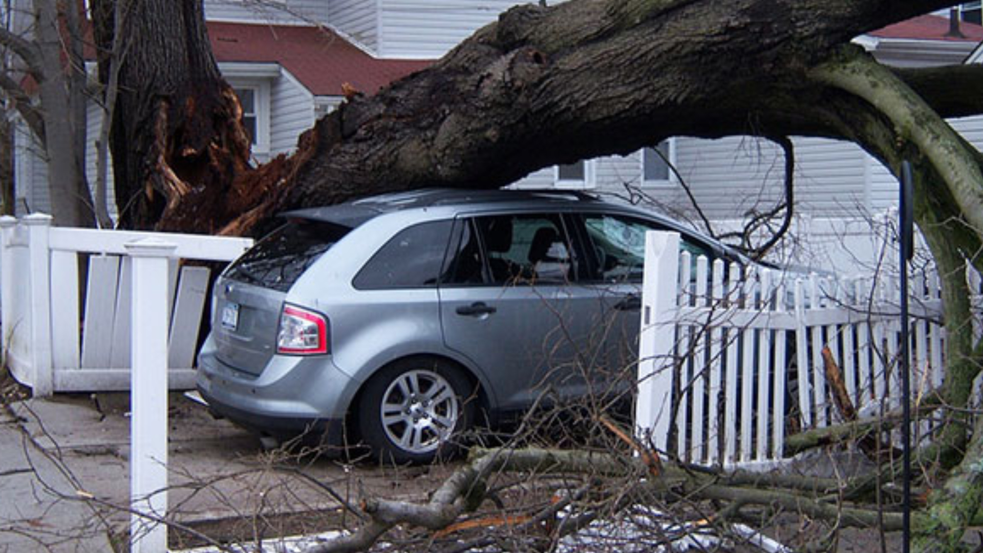 How to (safely) inspect storm damaged trees on your property