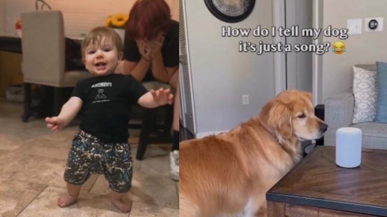 Babies and dogs and dancing — oh my!