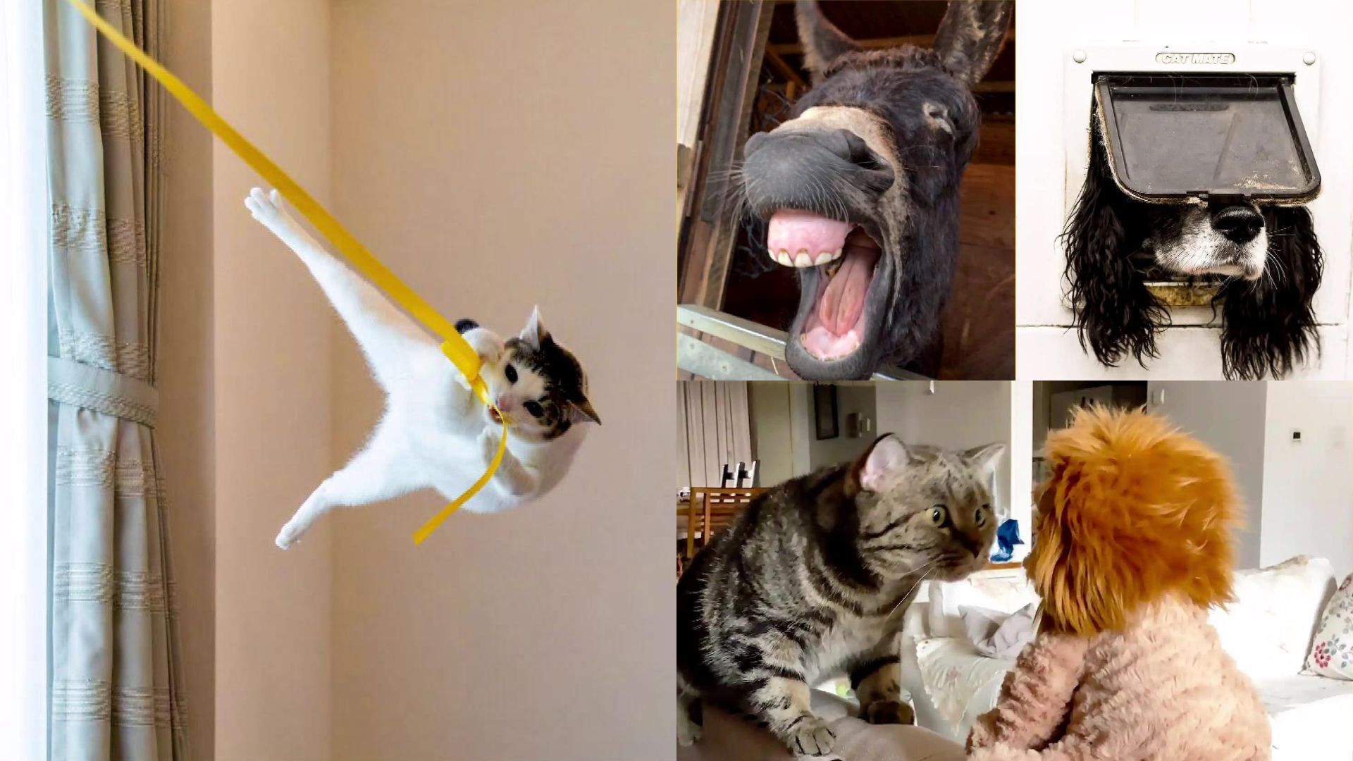 These pet photos are impossible not to laugh at