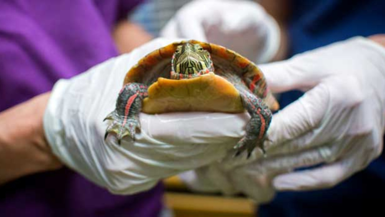 Tim volunteers at a wildlife sanctuary