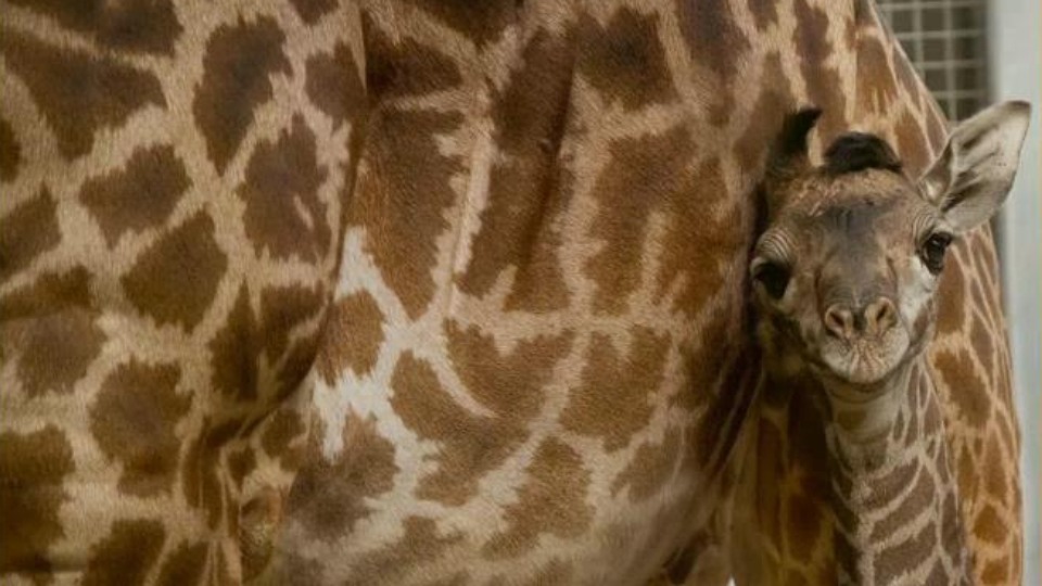 Toronto Zoo ‘Little Long Legs’ to the world Breakfast Television(02)