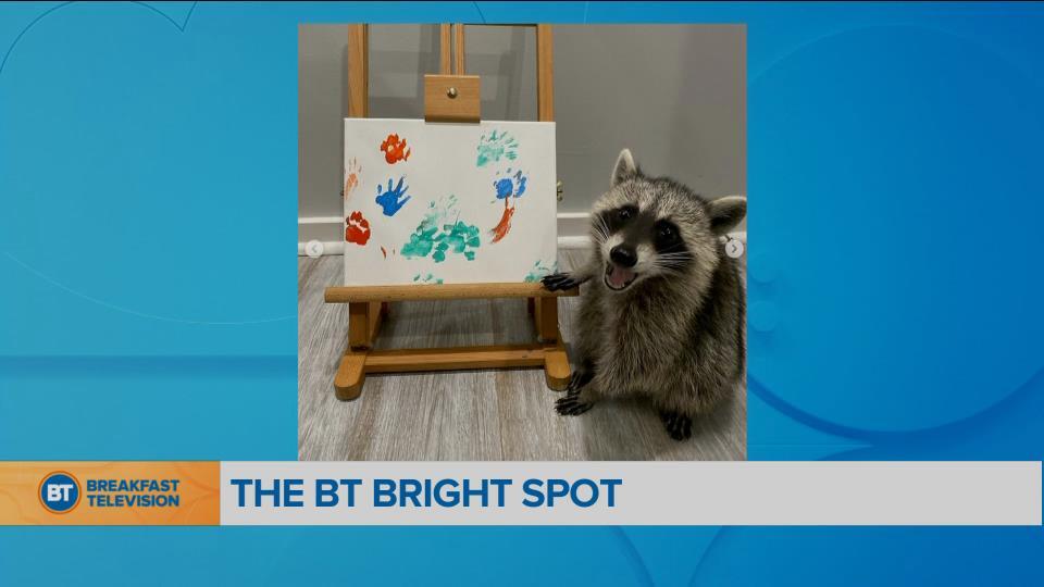 BT Bright Spot: Raccoon artists