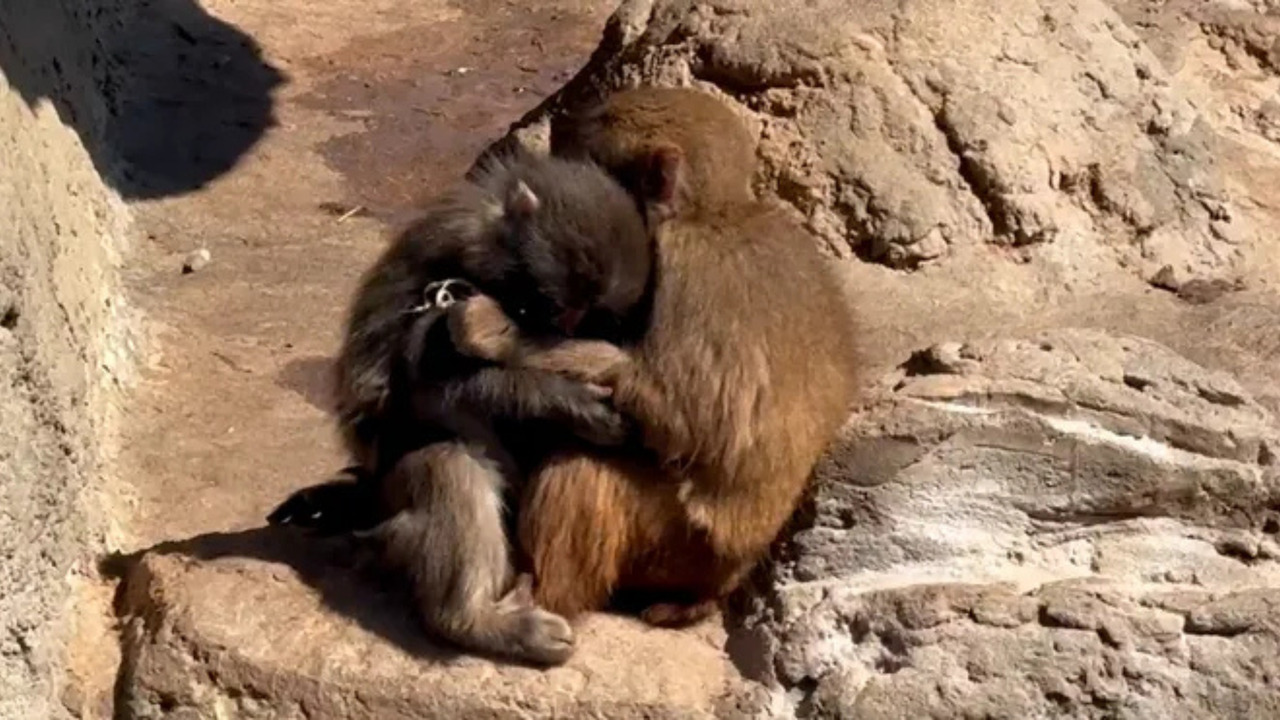 Punch the Monkey has a girlfriend