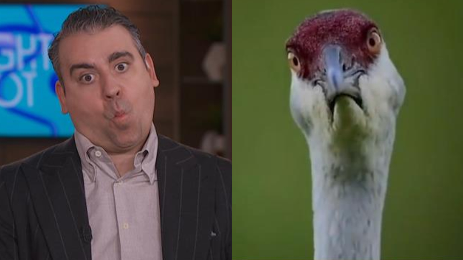 Spot the difference between our hosts and this bird