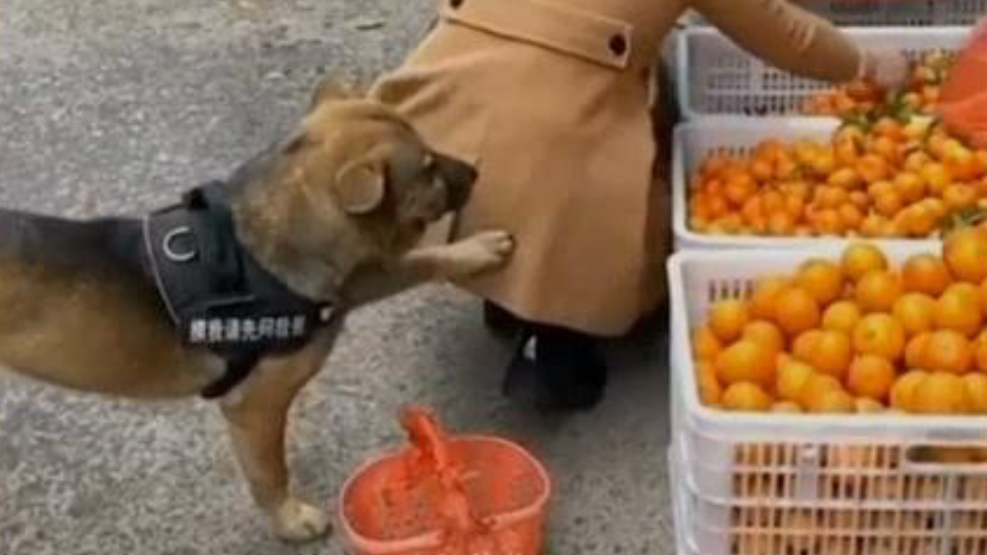 This smart pup can run his own errands