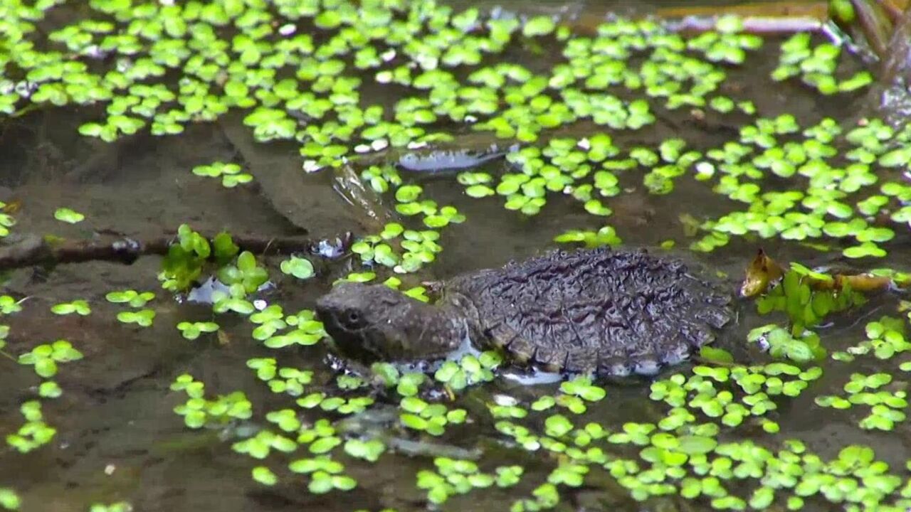 A local organization just saved 70 at-risk baby snapping turtles in Toronto