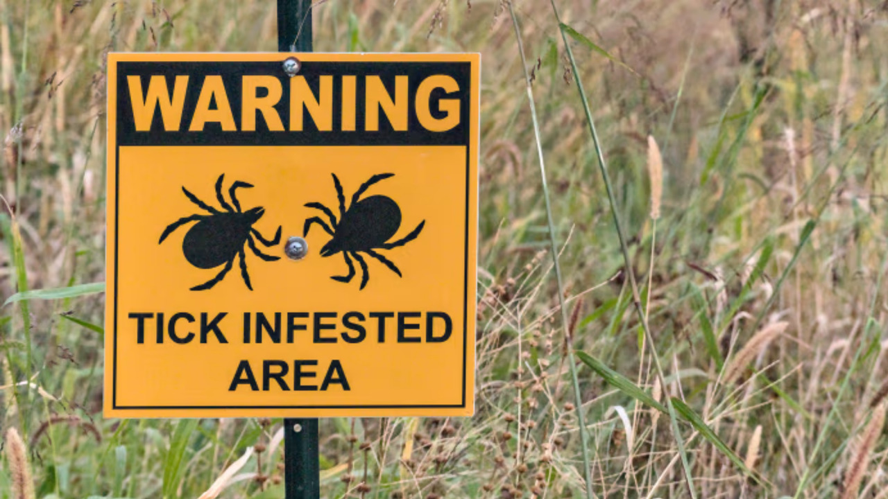 Tick Season: what you need to know to protect your pet