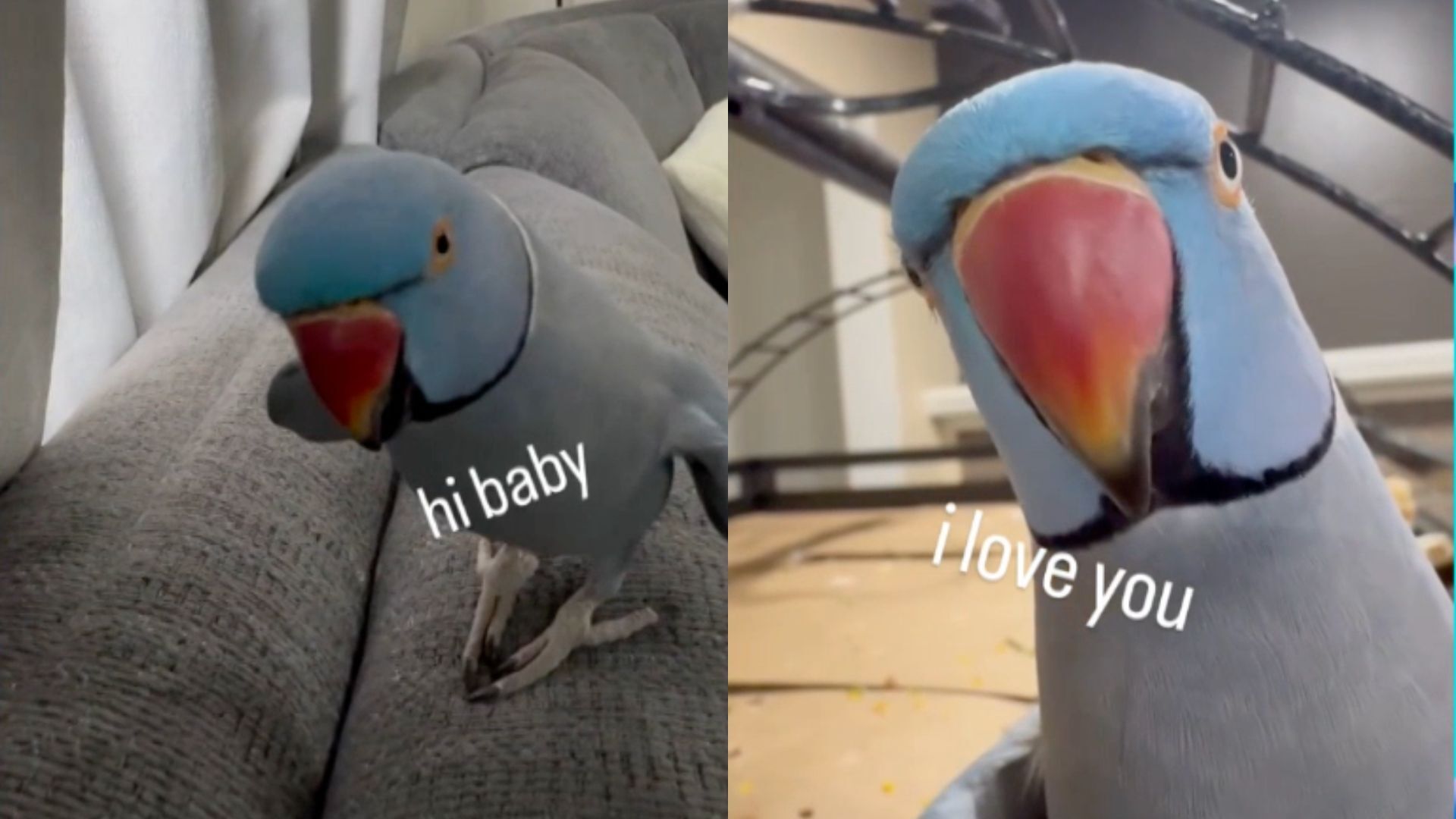 WATCH: Adorable pet parrot won't stop being flirty