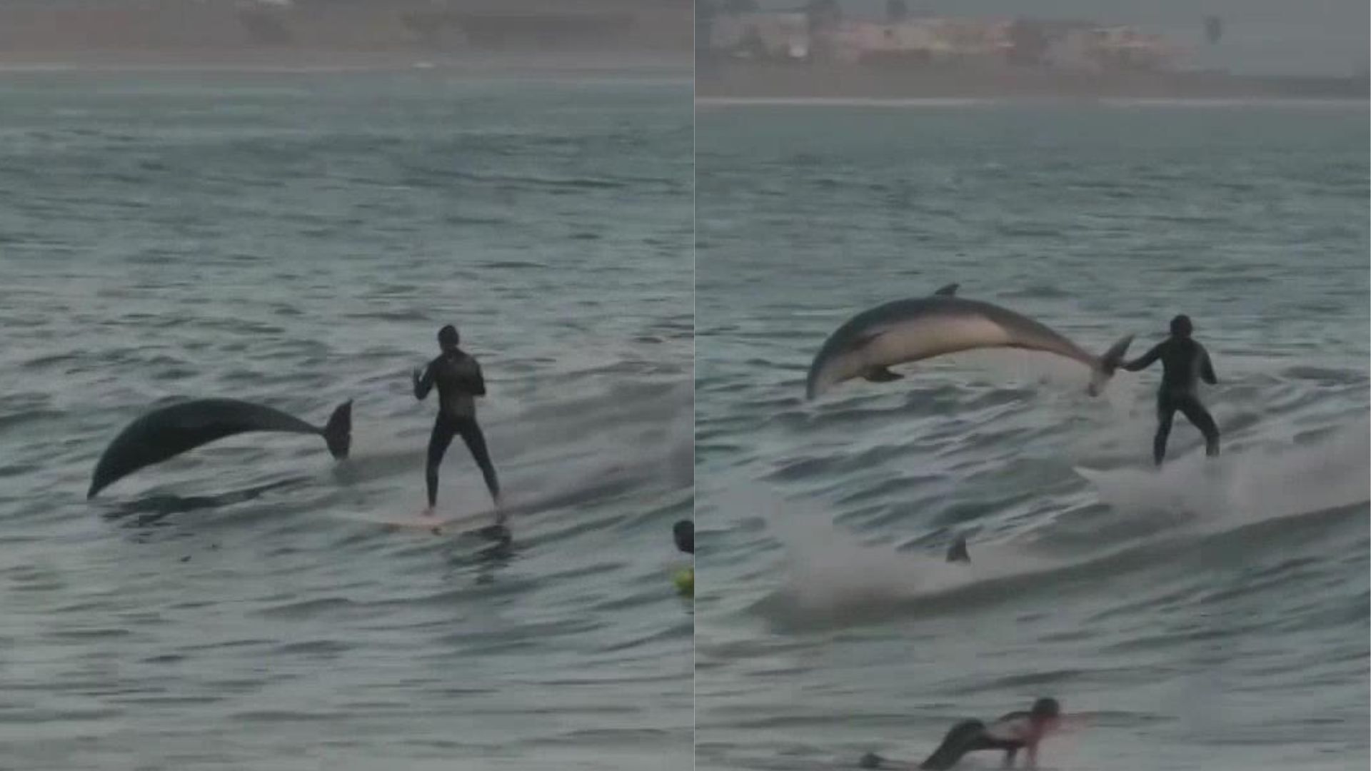 These adorable dolphins are 'making waves' for their silly surfing antics