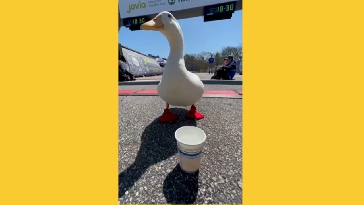 This duck just ran the Long Island Marathon and made a world record