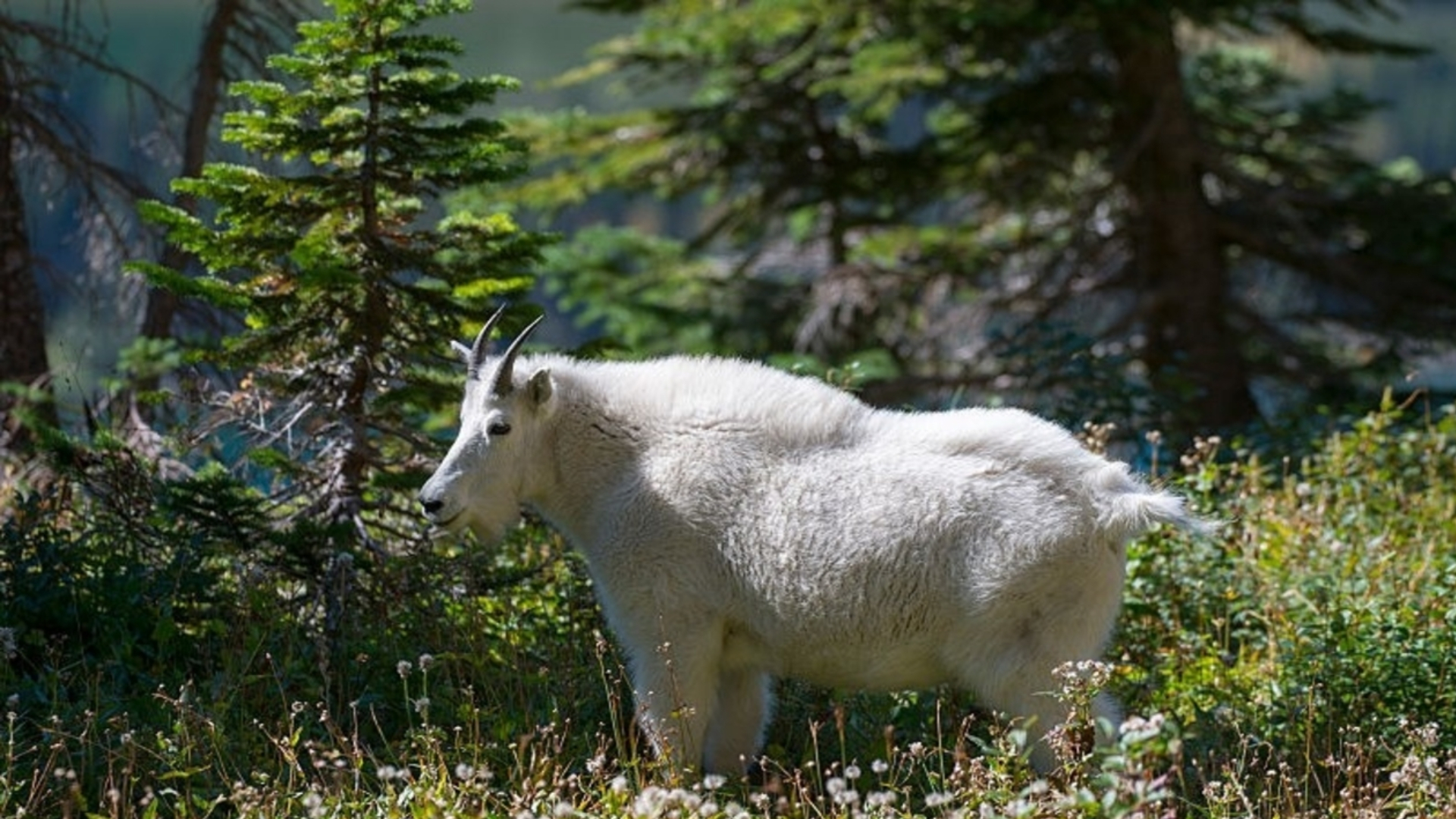 You have to see this unusually muscular mountain goat – Breakfast ...