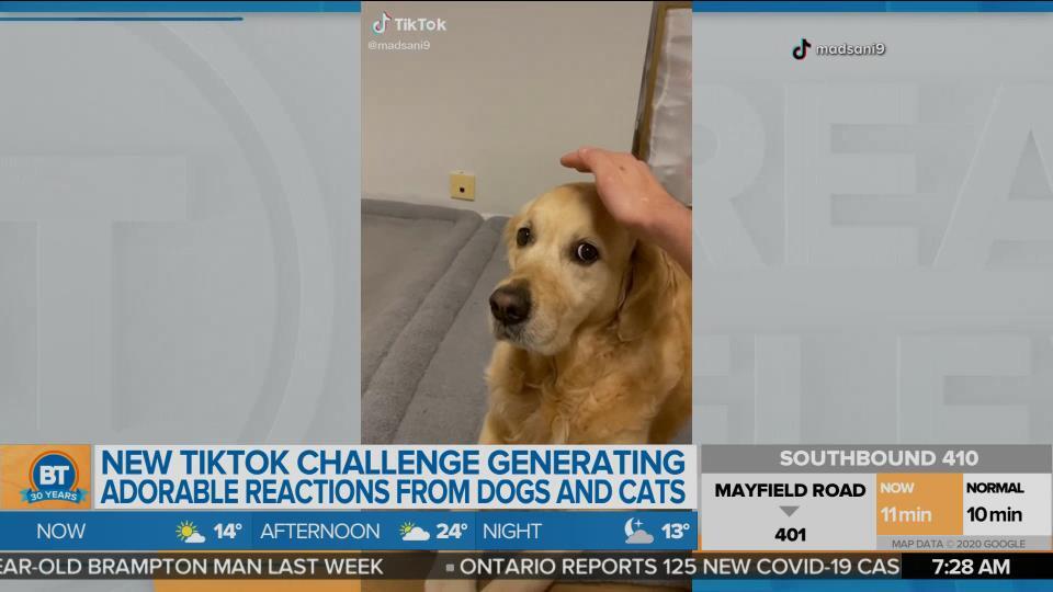 New Tiktok Challenge Is Confusing Pets