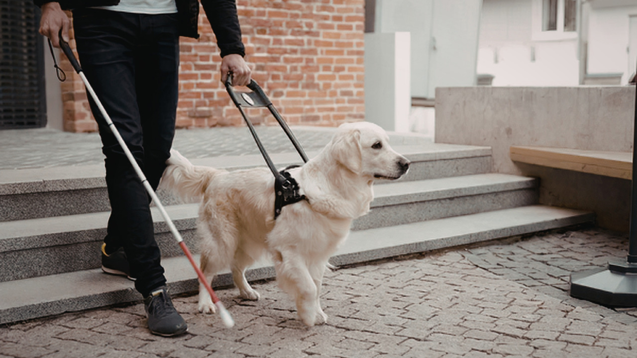 How guide dogs help support Canadians living with disabilities