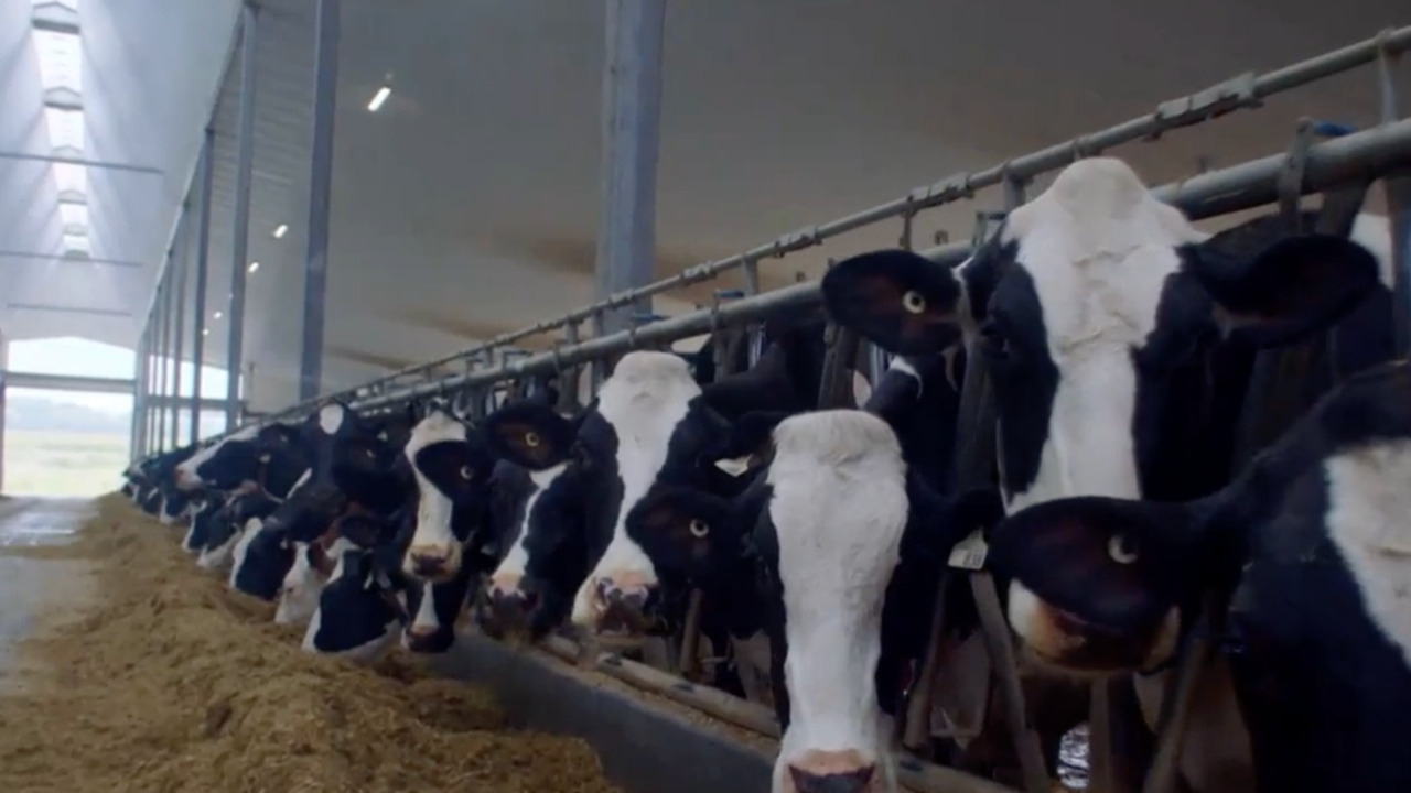 How Ontario dairy cows really handle farm life in the winter months