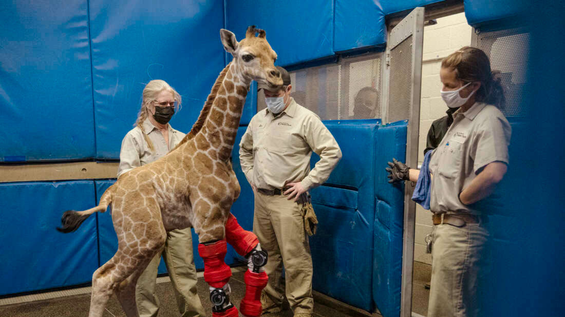 Baby giraffe receives legs braces and can finally walk