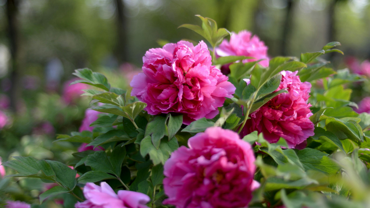 Peony season is here! How to build the perfect bouquet
