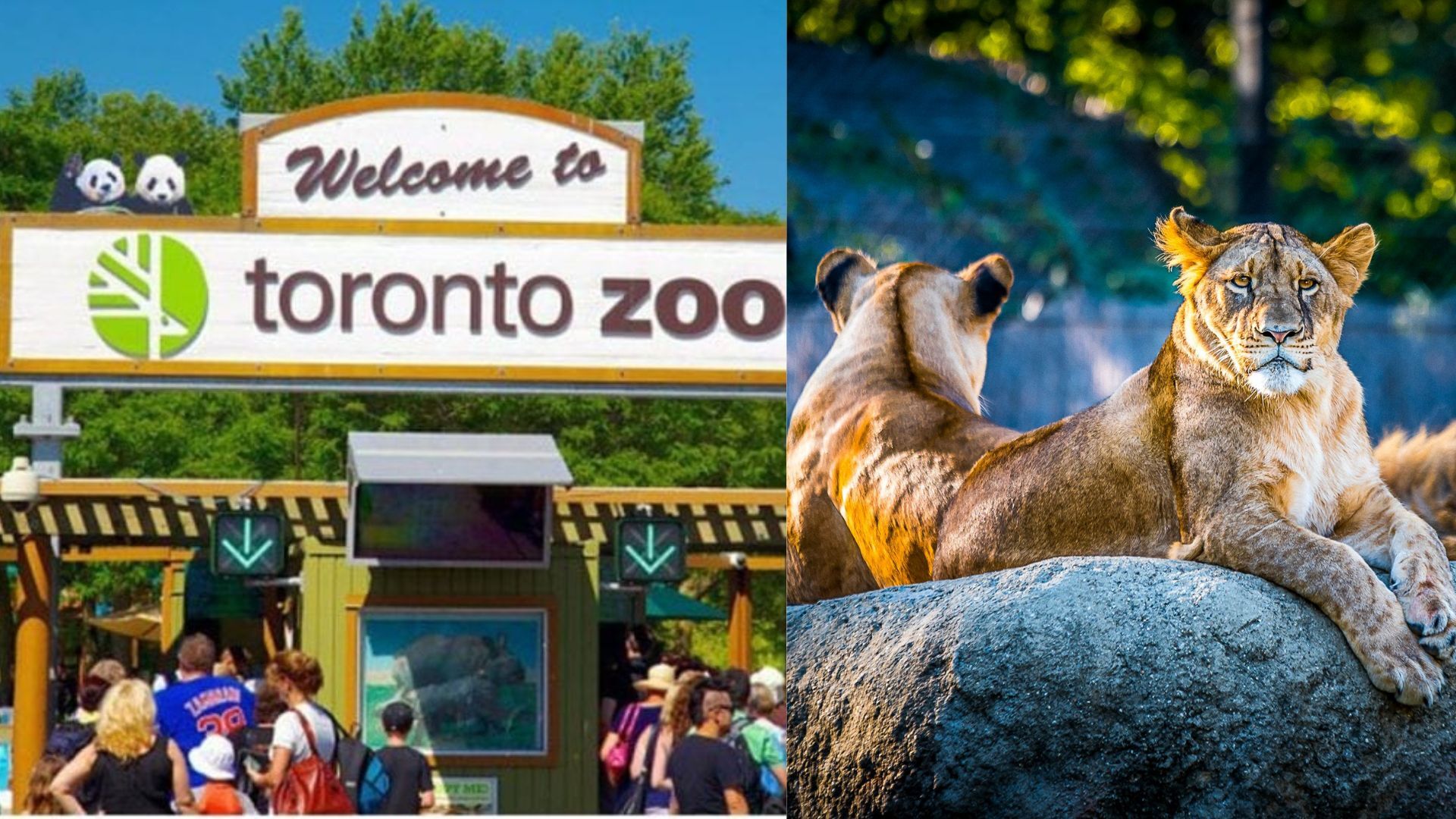 How SHN’s annual ZOO DAY is creating change for Scarborough hospitals