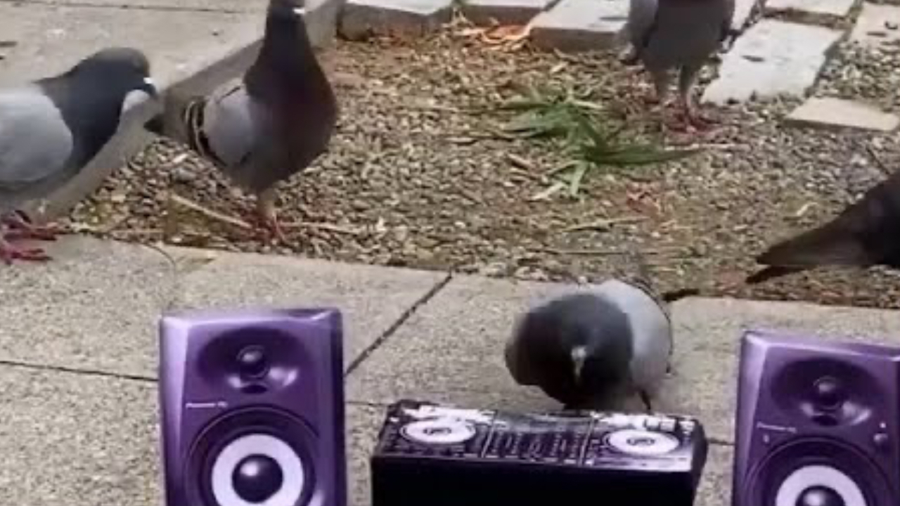 These pigeons get down with techno music
