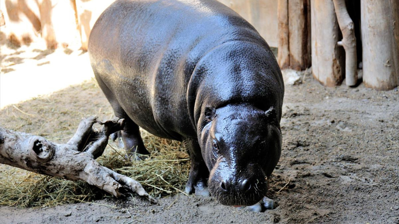 Toronto Zoo pgymy hippo Kindia is expecting a baby in July
