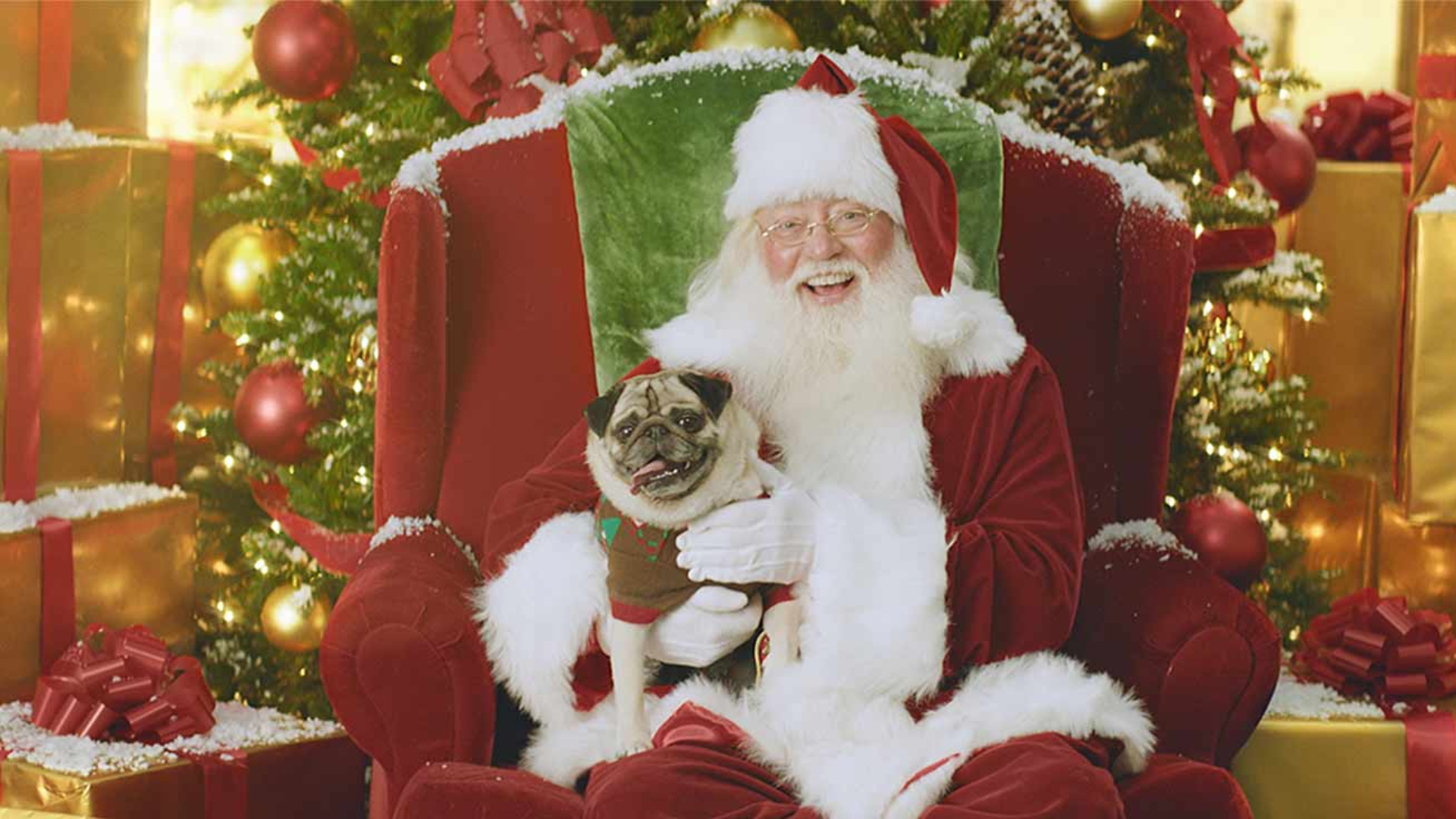 Yorkdale's new Pet Studio CityNews Toronto