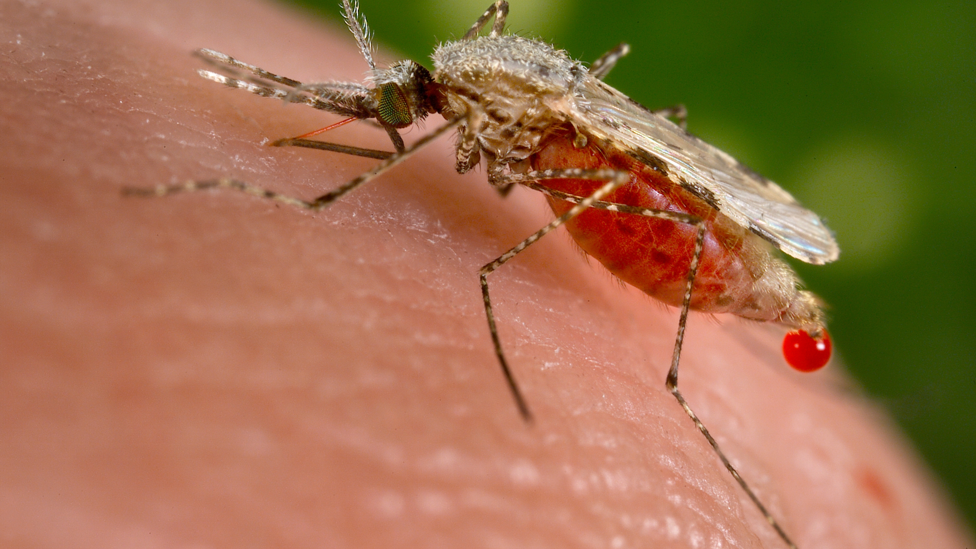 Stop mosquitoes from 'bug'ging you with these tips