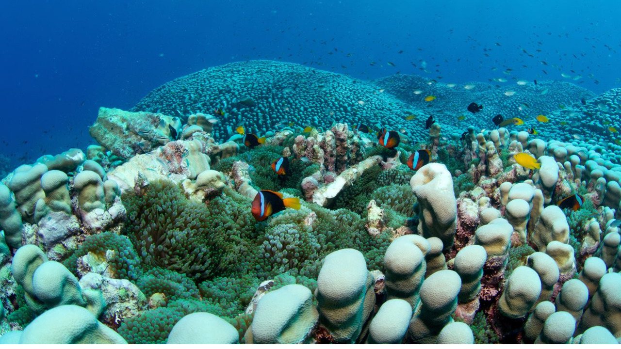 Mother- daughter duo discover the largest known coral colony