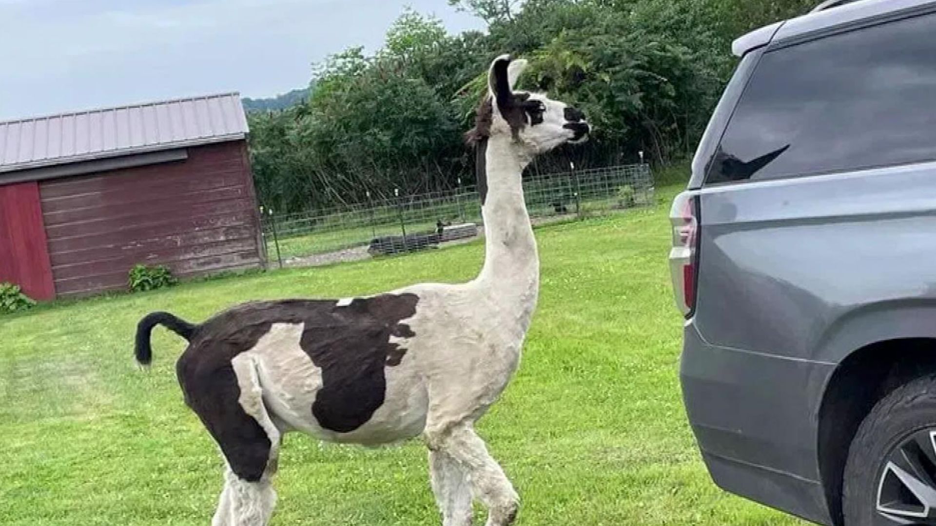 Llama escapes from his owner to avoid seeing the dentist