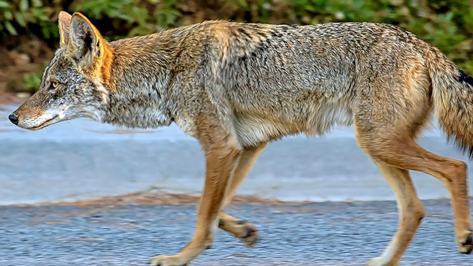 Койволк – гибрид койота и волка