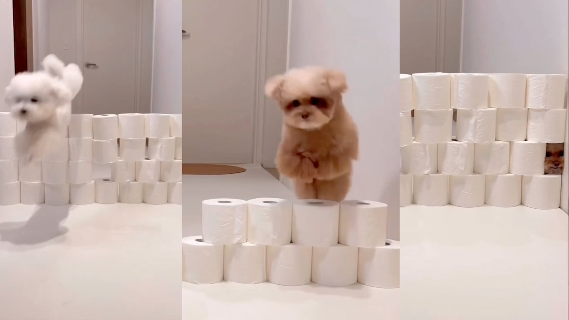 These adorable puppies can jump over toilet paper