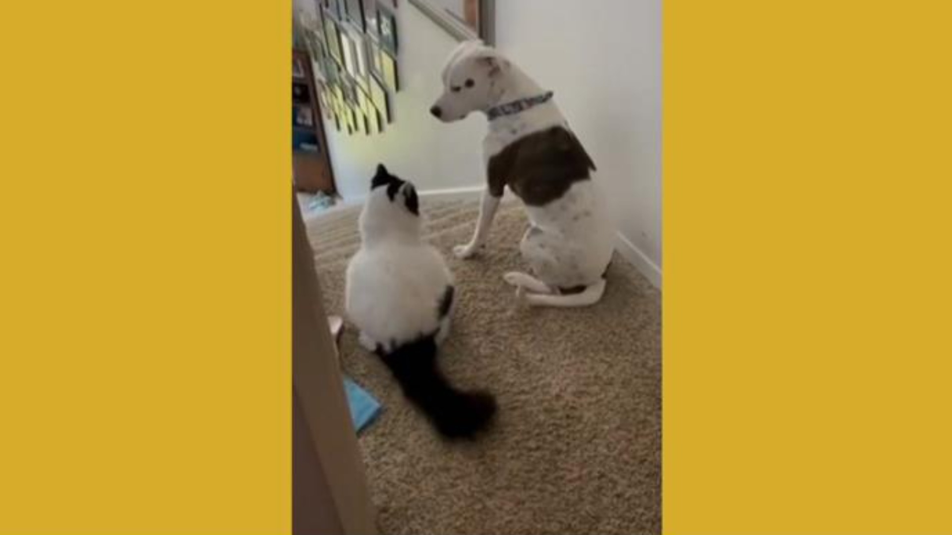 This dog is terrified of the cat it lives with