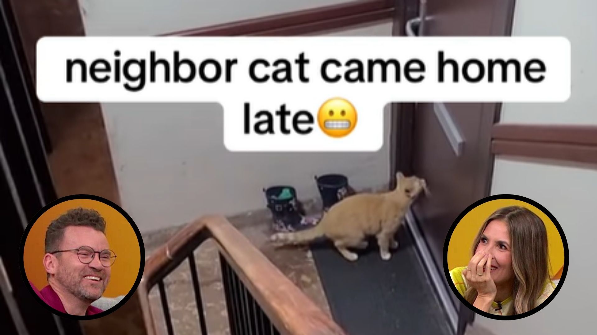 Hilarious cat comes home late after a wild night out