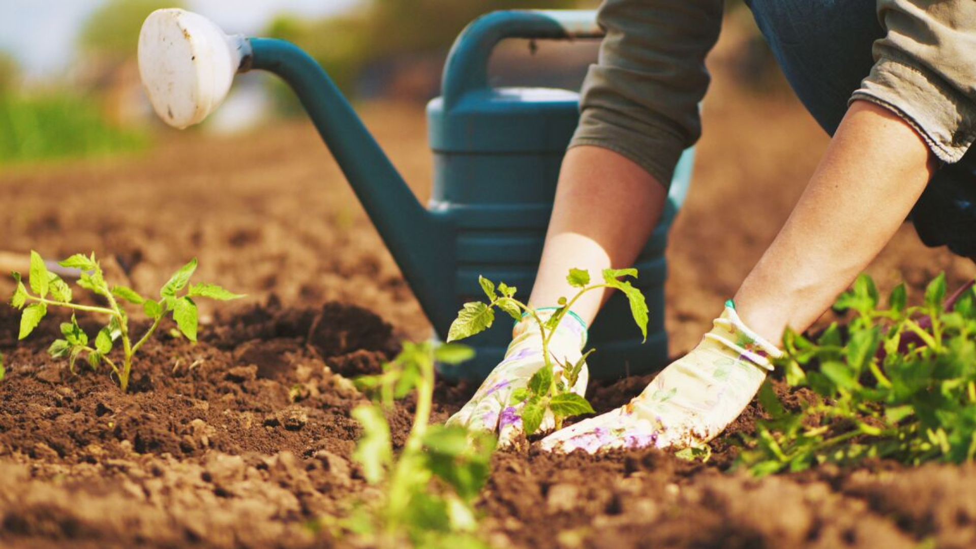 Keep your eye on these 2023 gardening trends