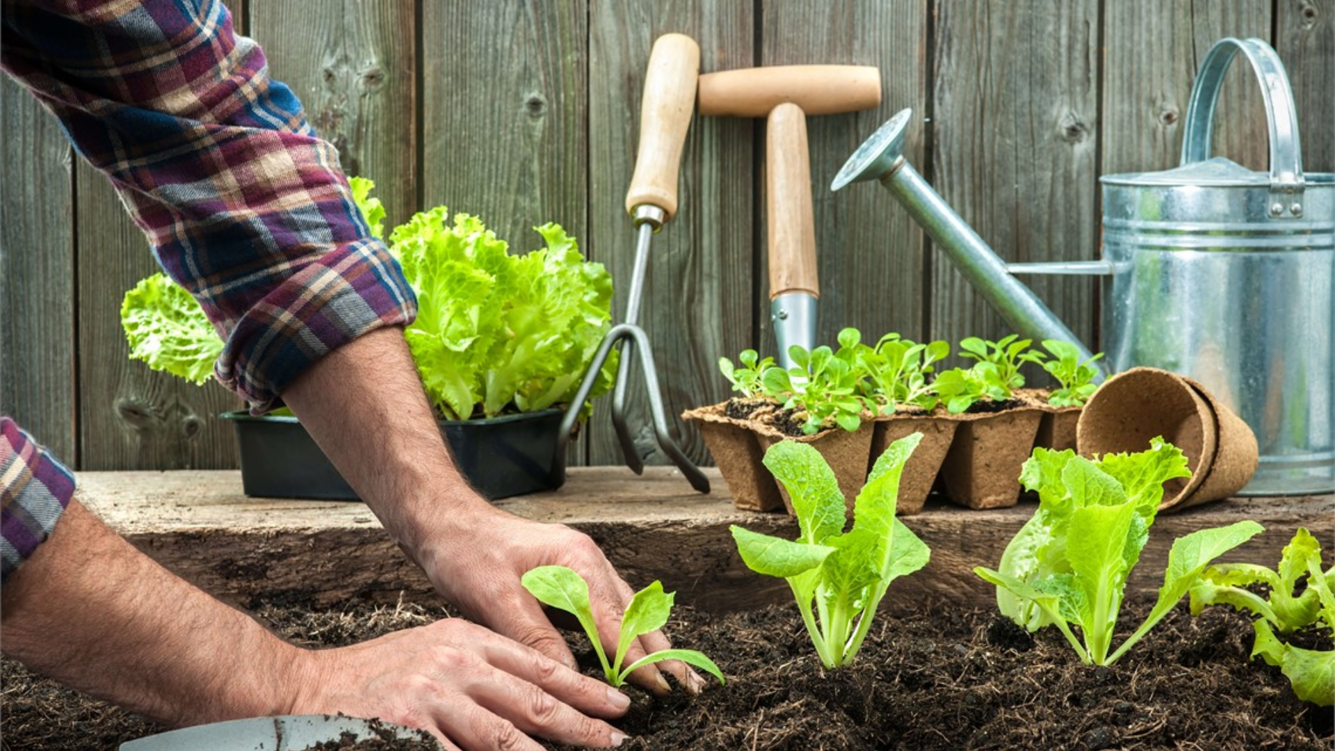 Starting your own veggie garden?