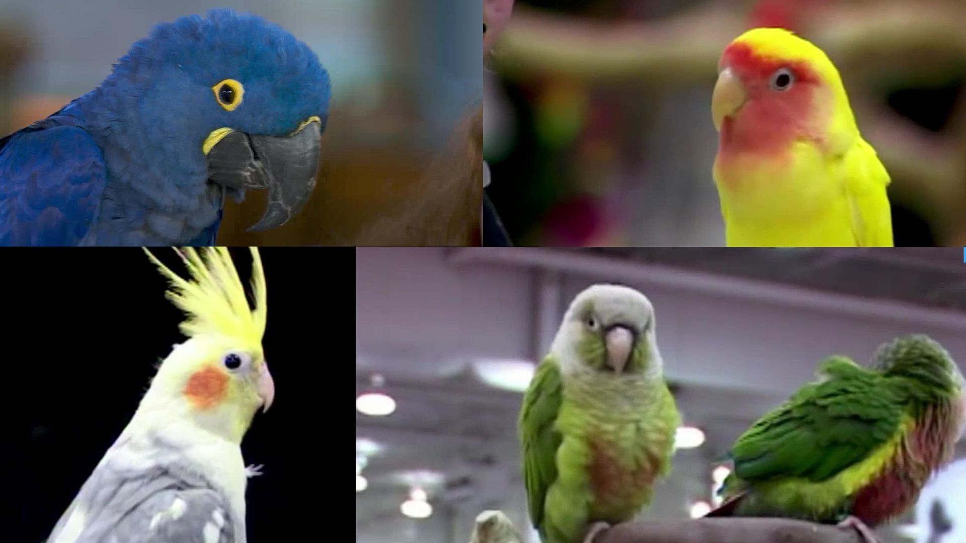 You're going to want to 'flock' to this bird event north of Toronto