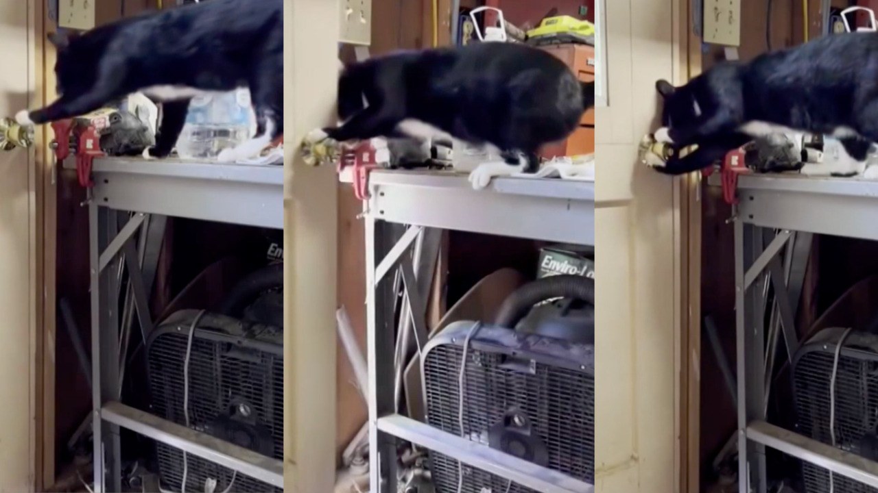 Owners catch how cat keeps escaping home... and it's brilliant