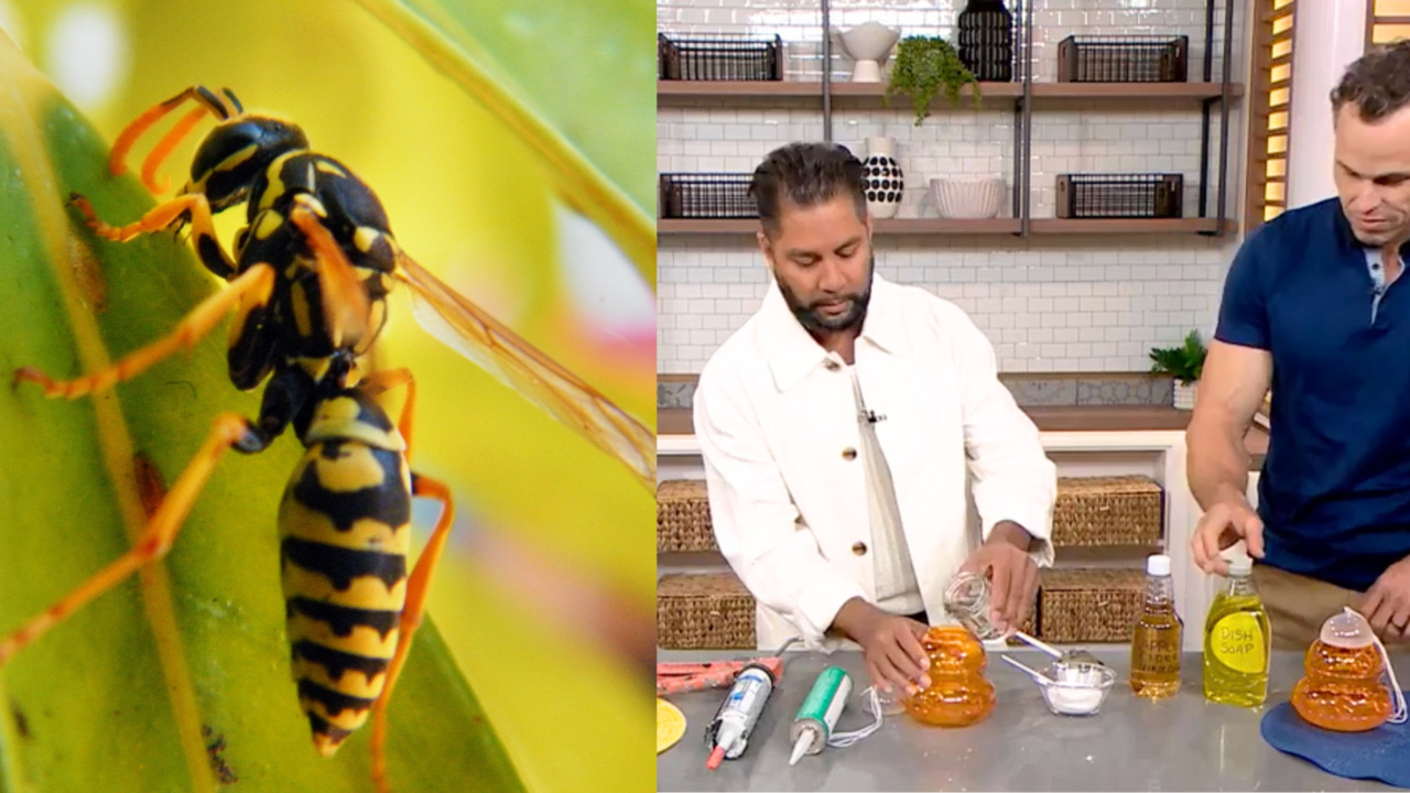 How to (effectively) protect your home from wasps and hornets