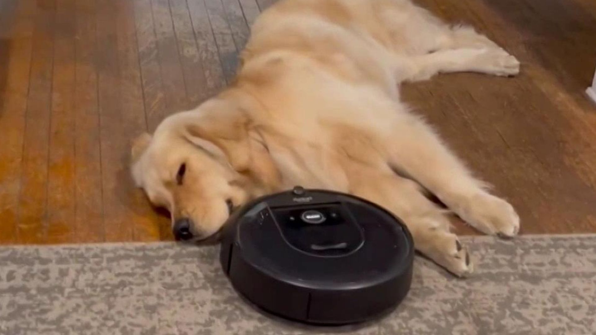 This sleepy pup wasn’t moving for a Roomba