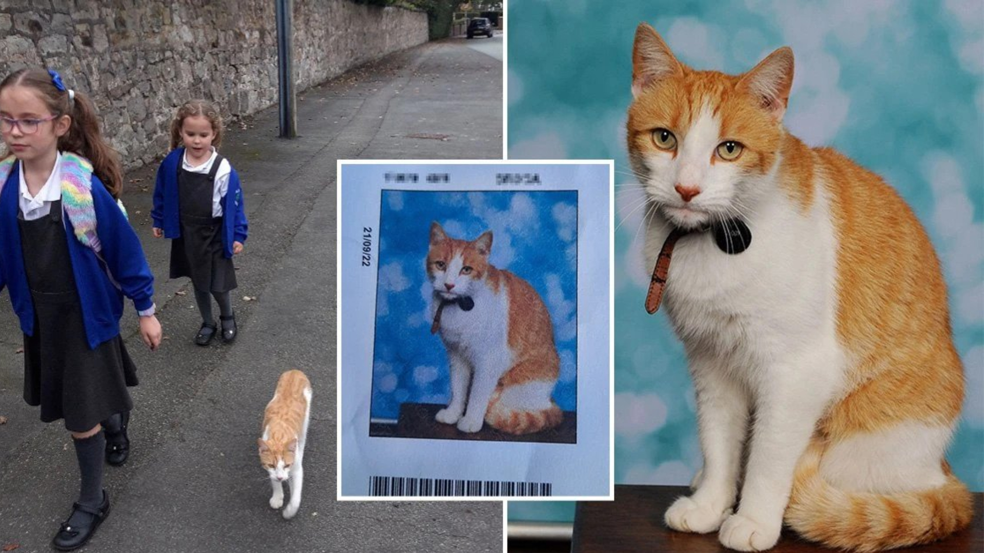 Meet the cat that crashed his sisters' school picture day