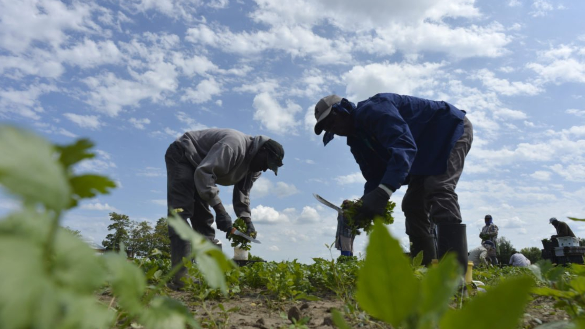 Migrant workers reveal 'systematic slavery' on some Ontario farms