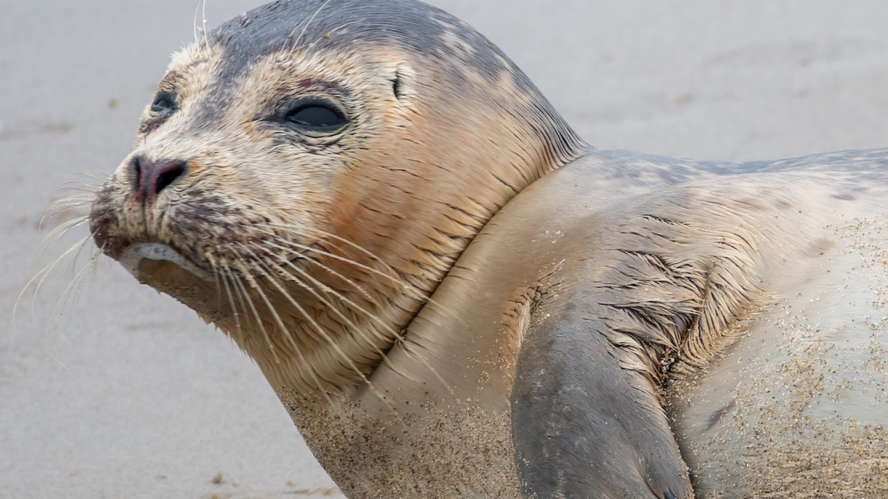 A sleepy seal shuts down traffic