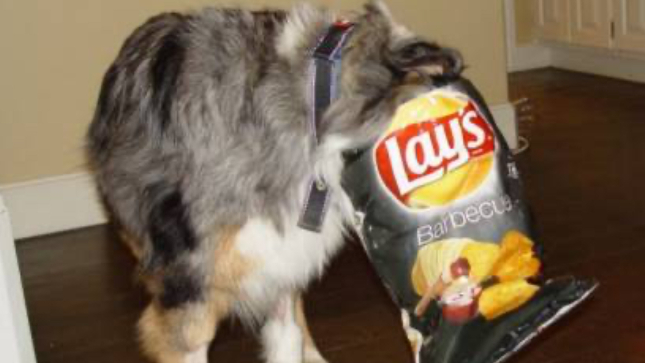 can-dogs-eat-chips-the-surprising-answer-hellow-dog