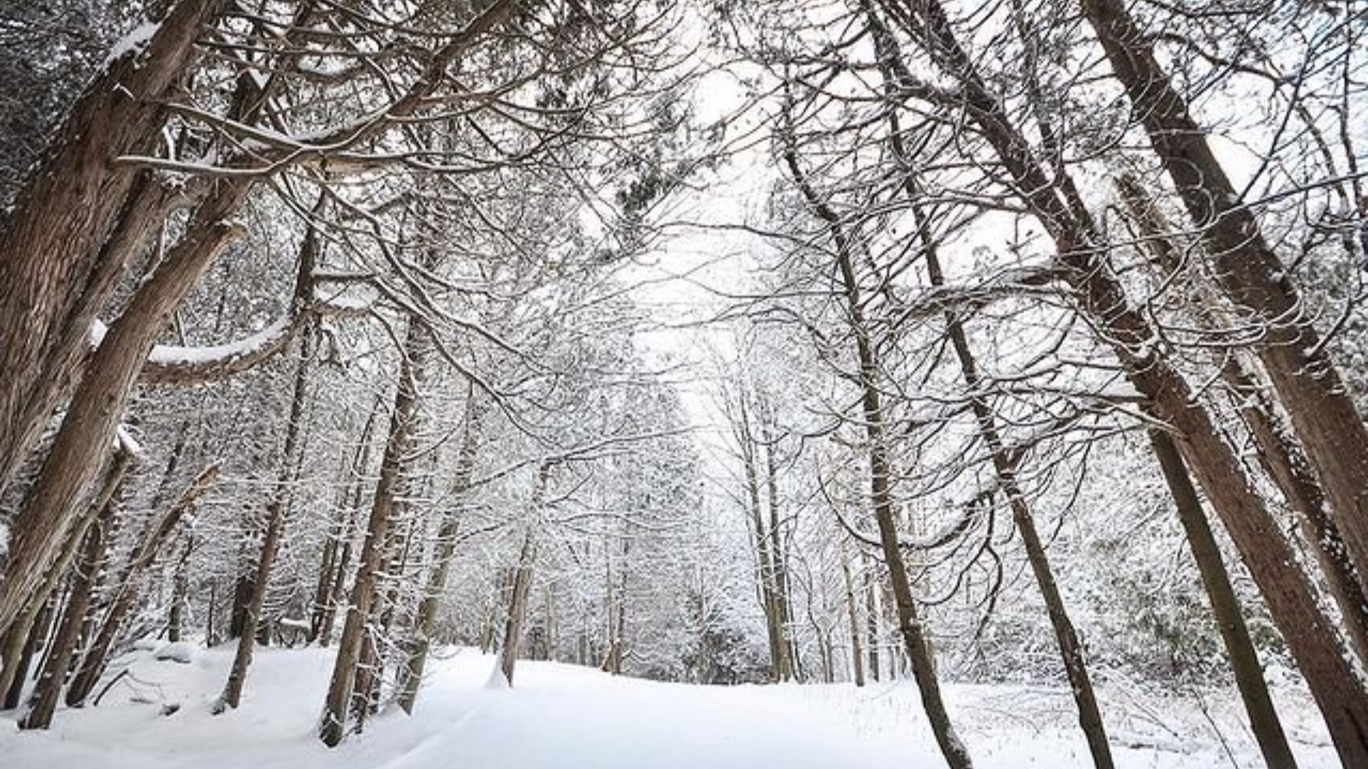 The top 3 winter hiking trails in Toronto