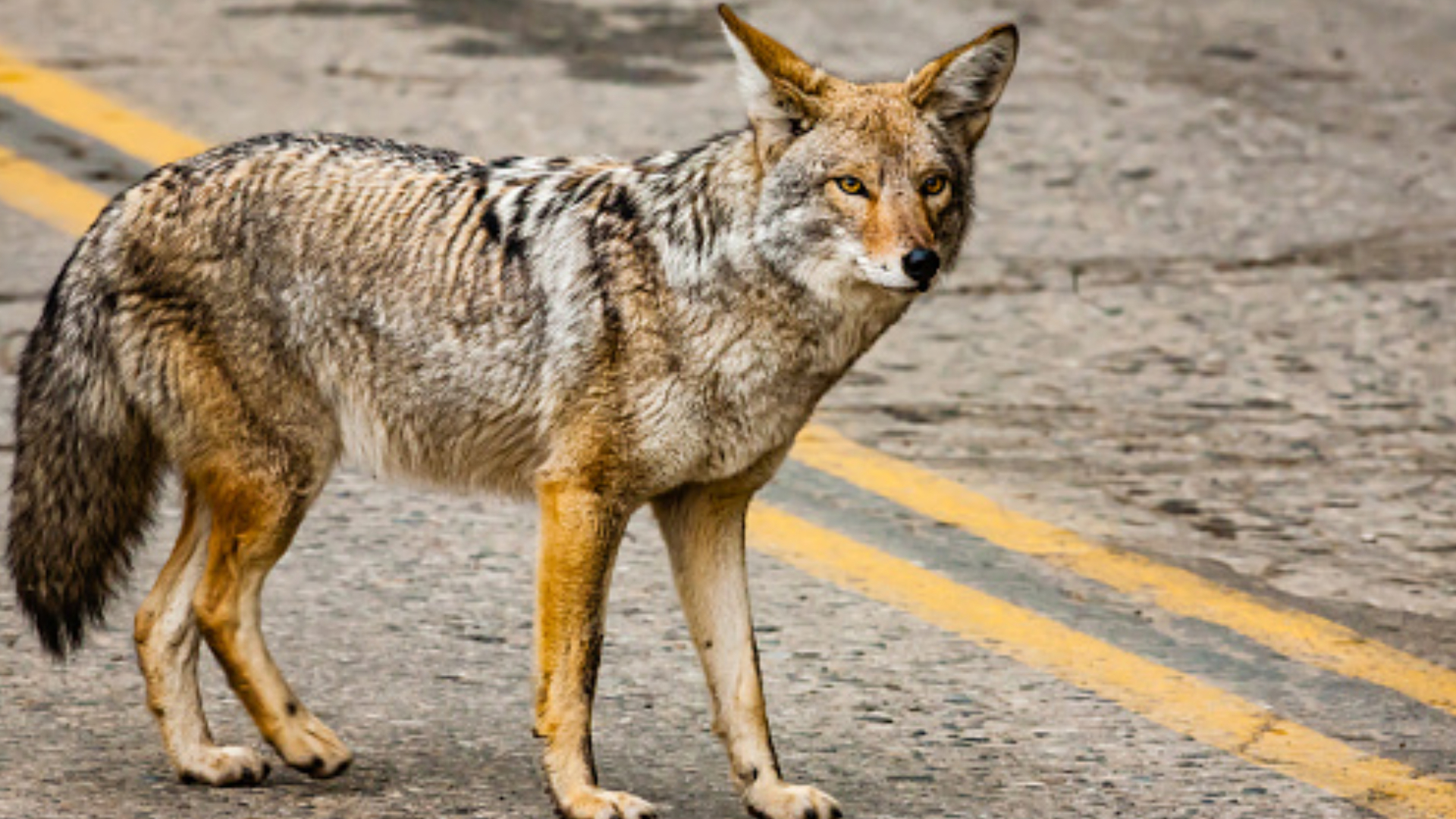 Here's what to do if you encounter a coyote