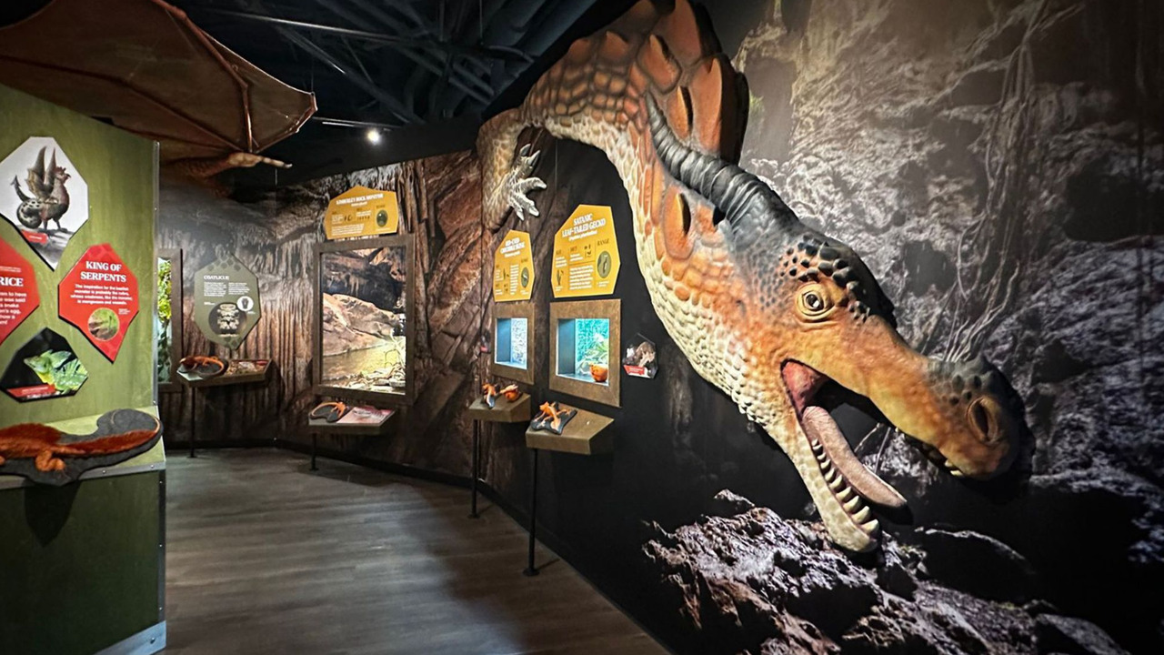 Carlos drops by Ripley's Aquarium for 'Dragon's: A Real Life Experience'